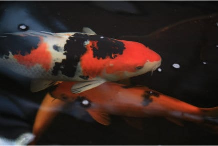 How to Choose Fish for Your Japanese Koi Pond - Tamate Landscaping