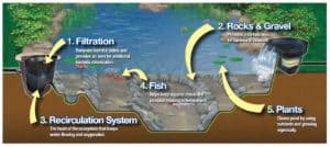 eco-pond-system-graphic
