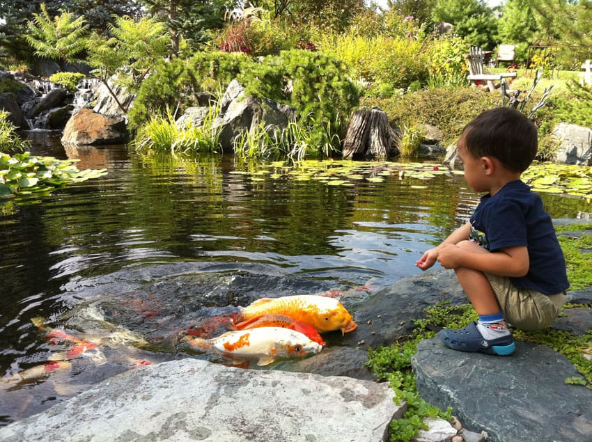 Taking care of a hot sale pond