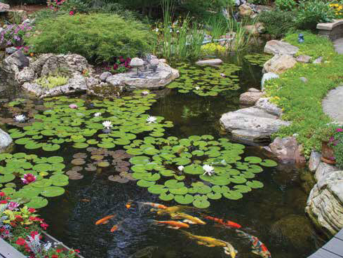 How to Choose Fish for Your Japanese Koi Pond - Tamate Landscaping