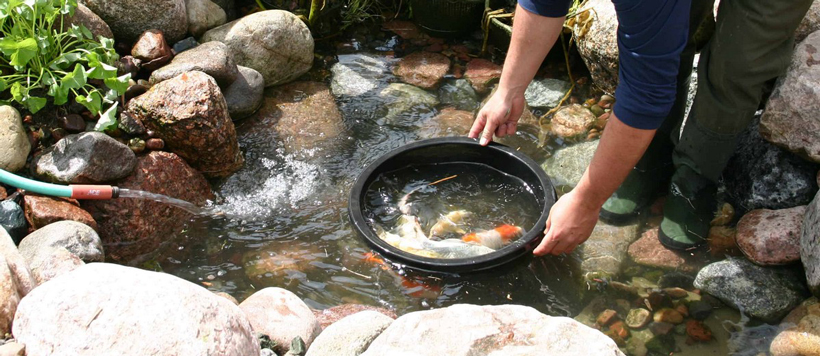 spring-pond-cleanout-resized