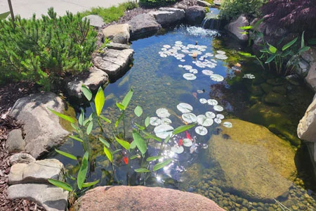 koi pond