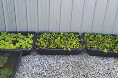 lettuce and water hyacinth