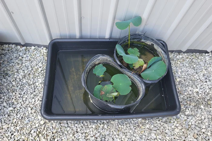 lotus plant