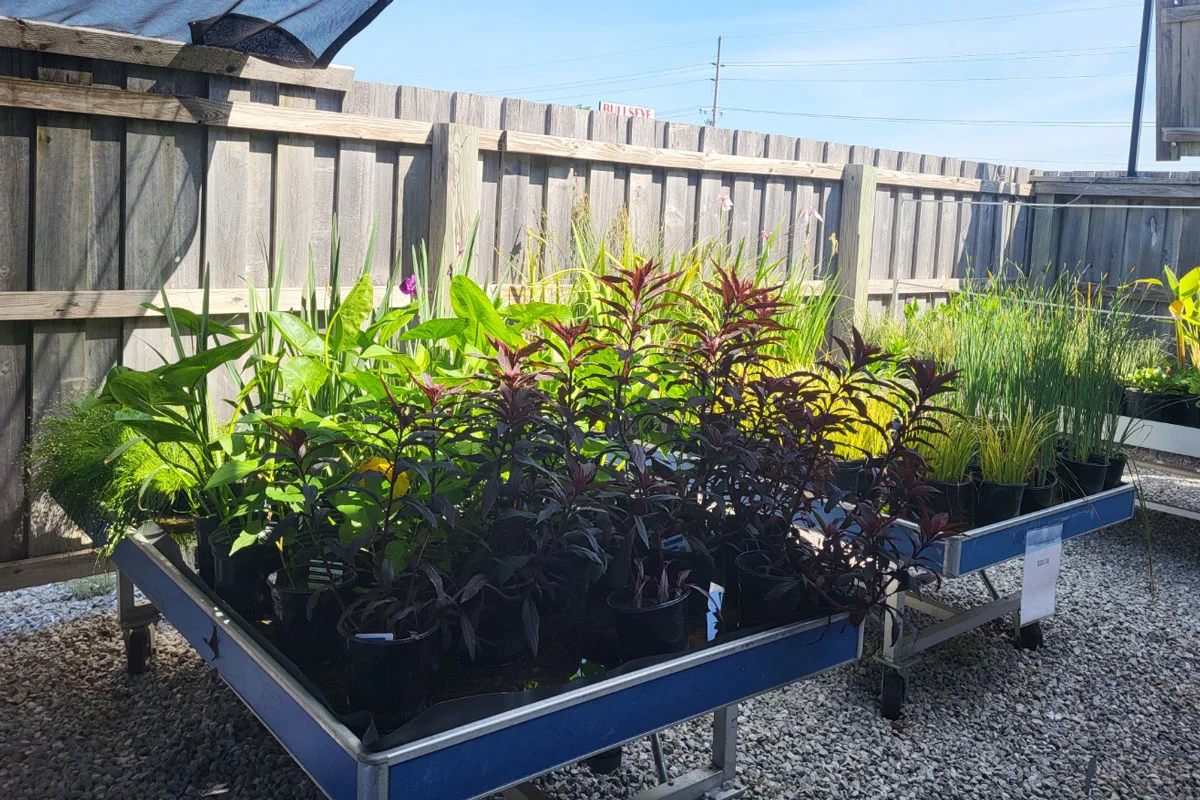 shallow water pond plants