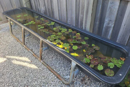 Rectangular pond with floating lily pads.