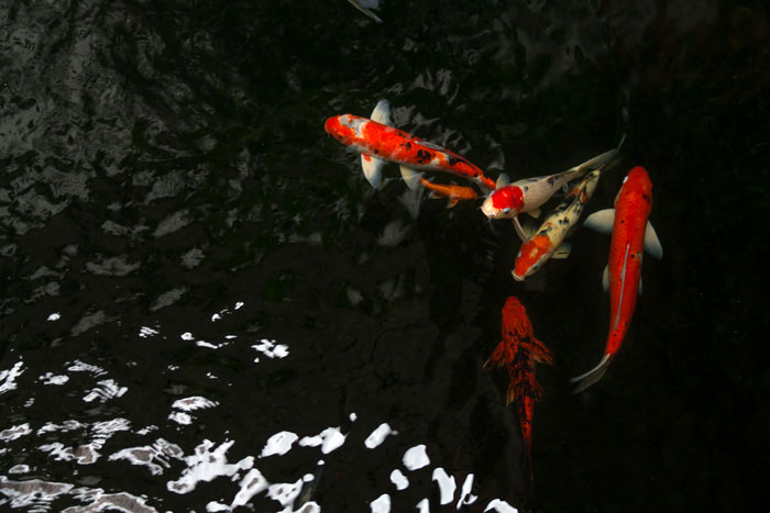 Orange and white koi fish