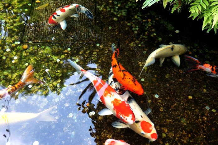 white and orange koi fish