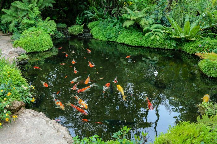 koi pond with plants