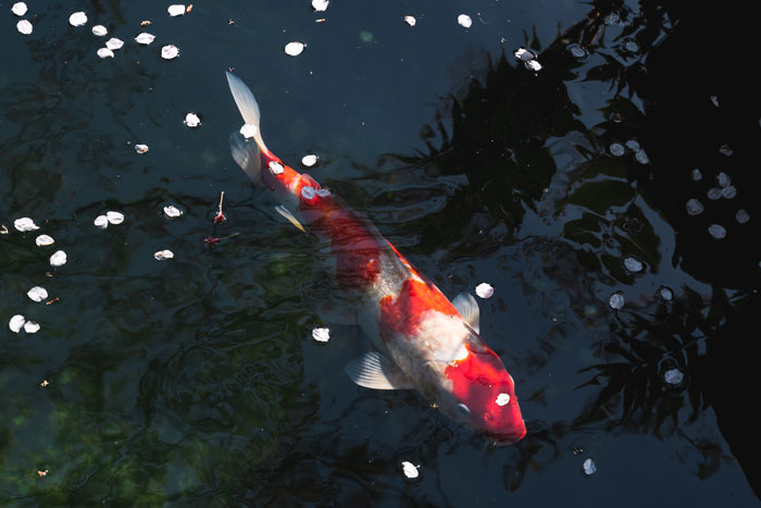 white and orange koi fish