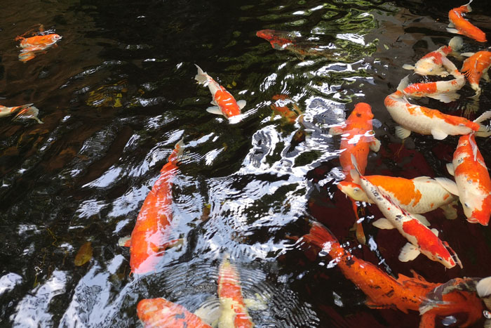 koi fish