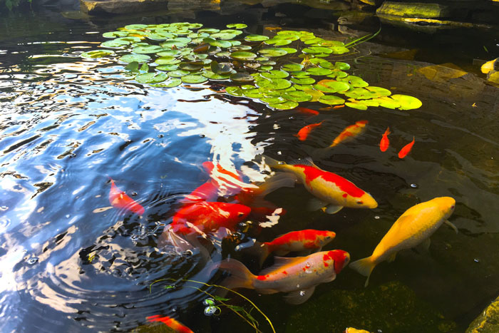 Koi fish with water lilies