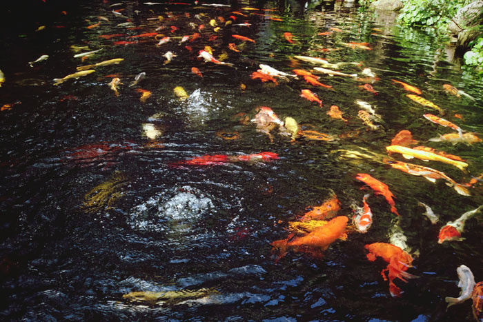 Koi fish in pond