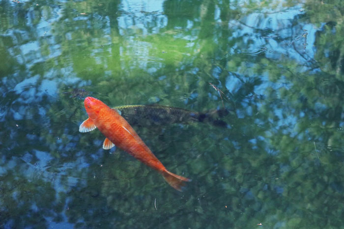 Orange koi fish