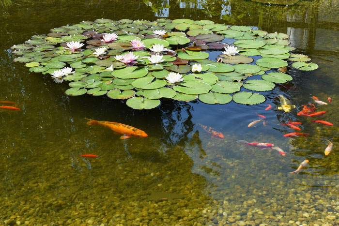 goldfish and koi under water lilies