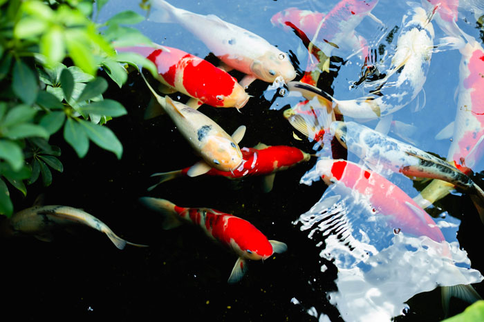 Koi fish varieties in pond