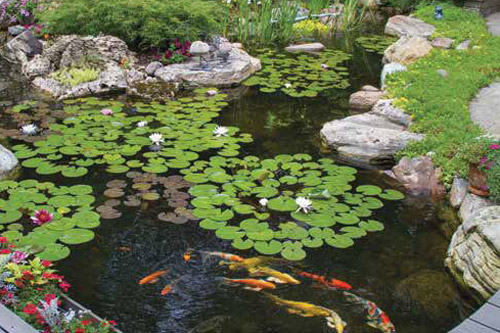 pond koi fish lily pads