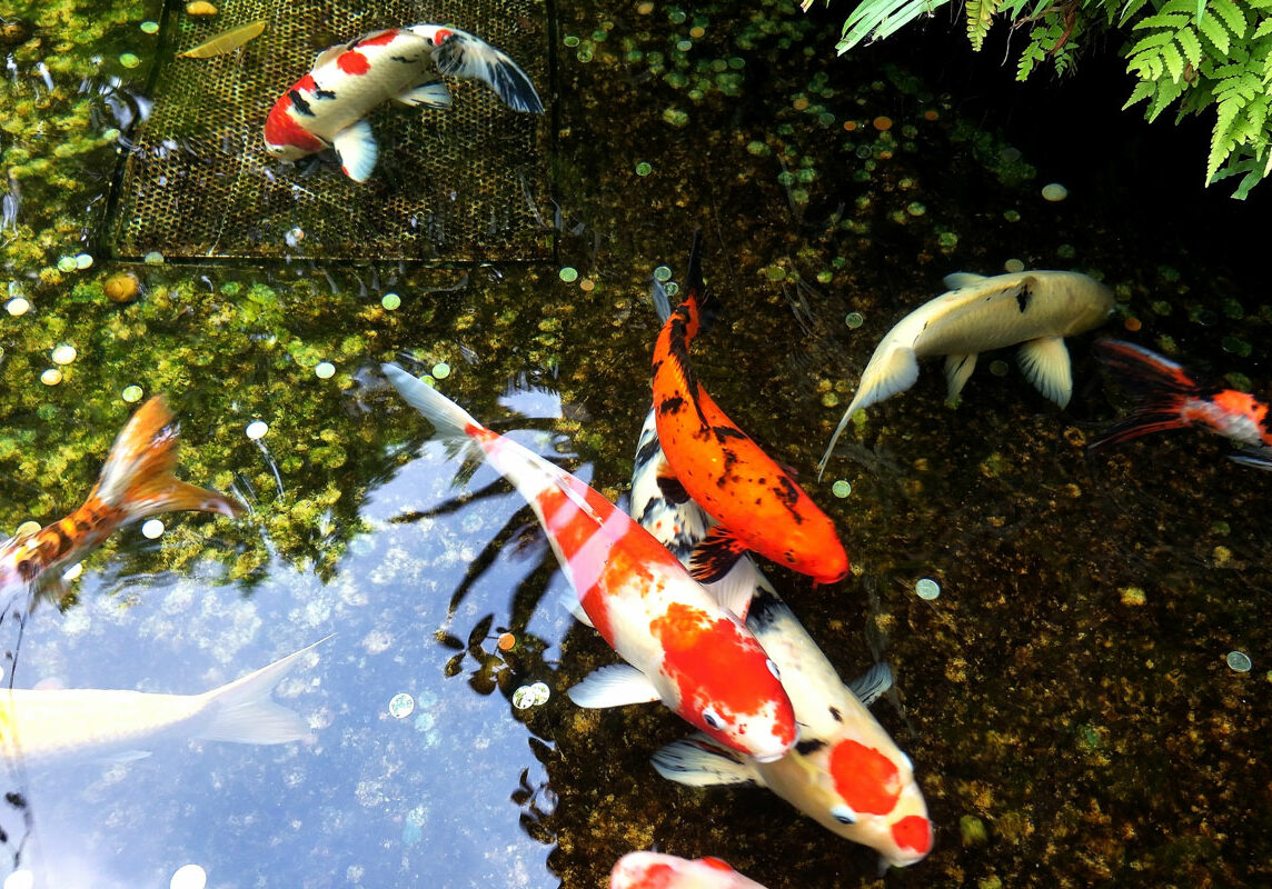 koi fish pond