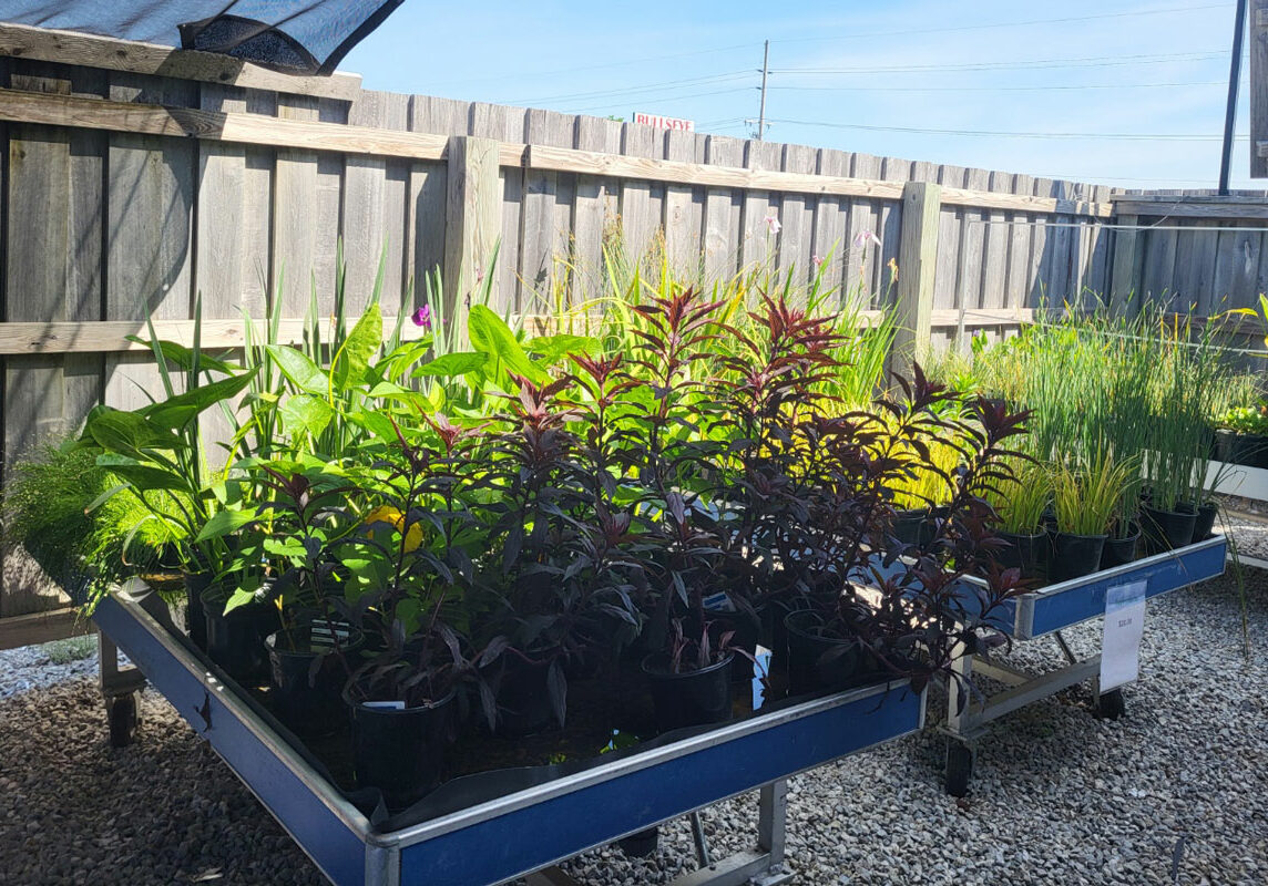 shallow water pond plants